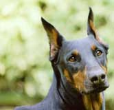 Photo de la dobermann Fidji prise comme modle pour ce portrait triple